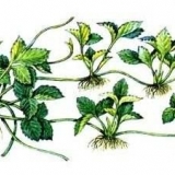 Kako posaditi jagode u jesen sa brkovima